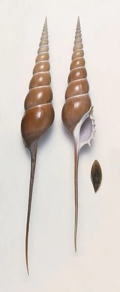 Shinbone tibia (Tibia fusus) shells and operculum