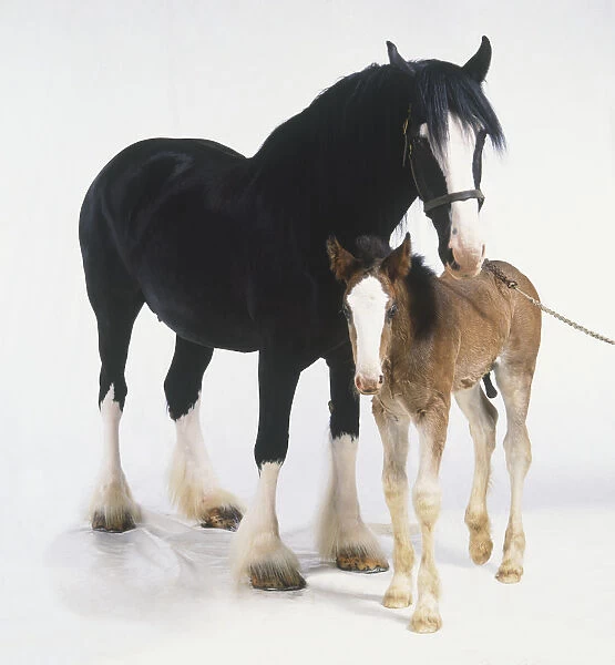 Shire horse (Equus caballus) and her foal