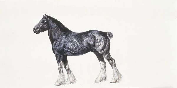 Shire horse (Equus caballus), illustration