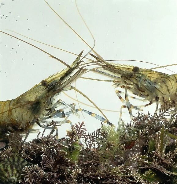 Two Shrimp fighting in fish tank
