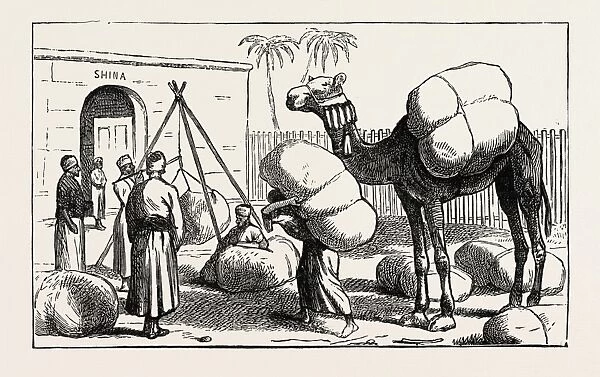 Shuna Inclosure: Weighing Cotton Bags before Press Packing for Shipment, Egypt, 1873