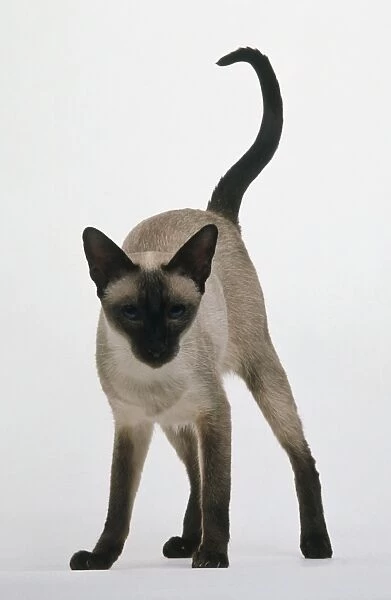 Siamese cat looking at camera, tail raised, front view