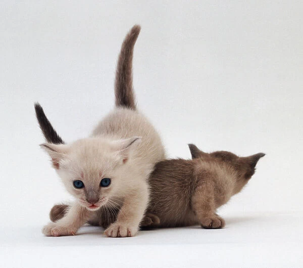 Siamese kittens playing