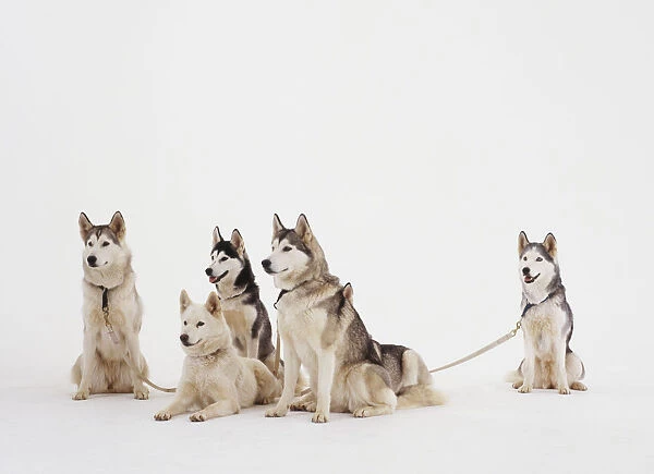 Five Siberian Huskies, Domestic Dogs, canis familiaris