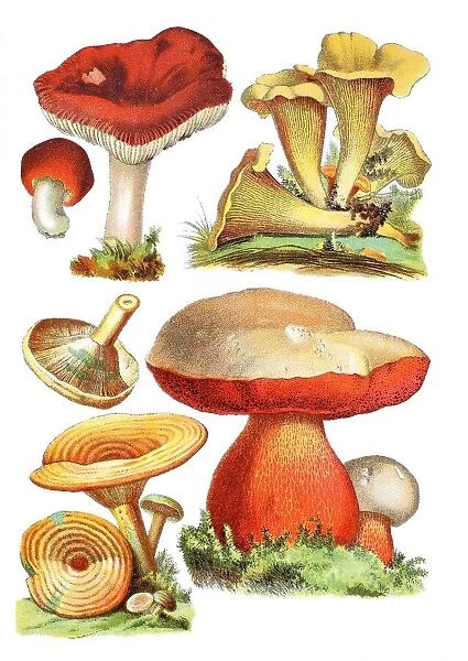 Sickener, emetic russula, or vomiting russula, Russula emetica (top left), Chanterelle