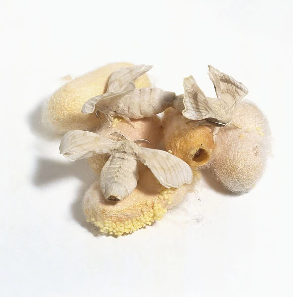 Silkmoths (Bombyx mori) emerging from cocoons