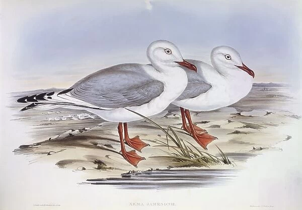 Silver gull (Larus novaehollandiae), Engraving by John Gould