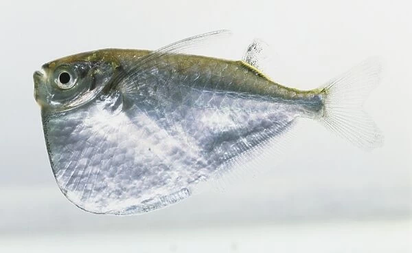 Silver Hatchetfish (Gasteropelecus levis), side view
