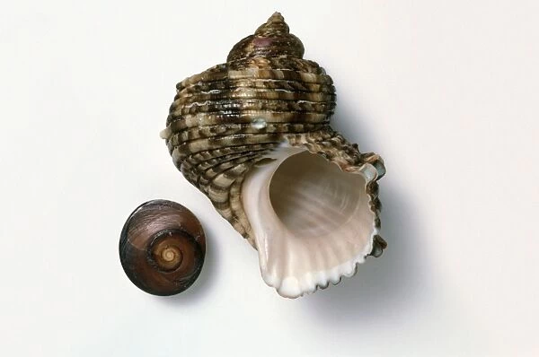 Silver Mouth Turban (Turbo argyrostomus), whole shell, and shown next to it the inner side of the shells operculum
