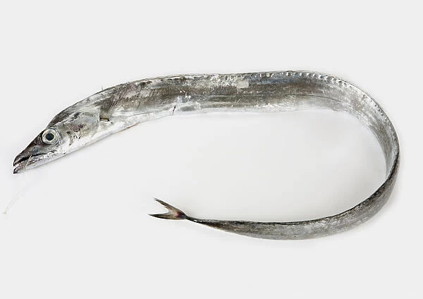 Silver scabbard fish, close-up