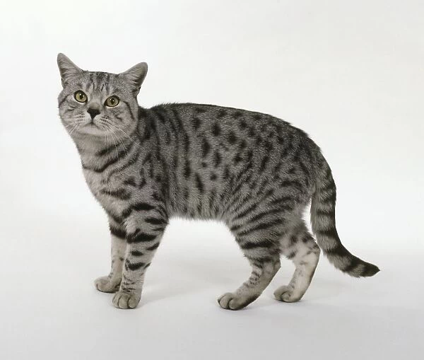 Silver spotted shorthair cat, side view
