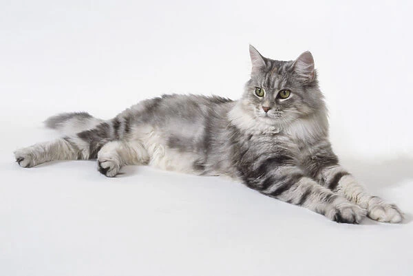 Silver Tortie Tabby Maine Coon Cat with powerful legs and large paws, lying down