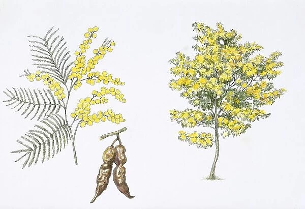 Silver Wattle (Acacia dealbata) plant with flower, leaf, illustration