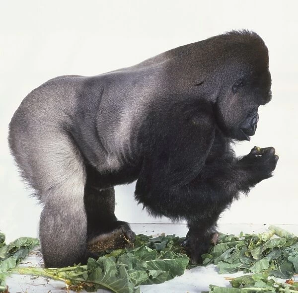 Silverback Lowland Gorilla on all fours holding grape between its fingers while leaning on other hand, on surface littered with green leaves, side view