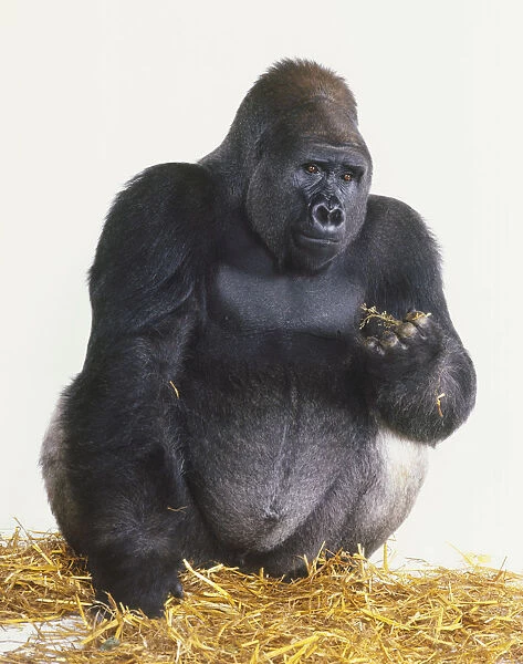 Silverback Lowland Gorilla crouching on straw, holding grape bunch stem, front view