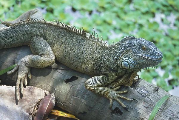 Singapore, Jurong Reptile Park, green Iguana balancing on tree trunk, long toes spreading, scaled skin, spiny crest on back, side view