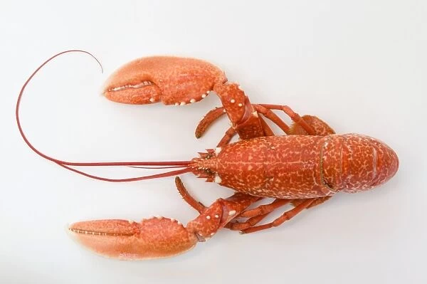 Single lobster on white background