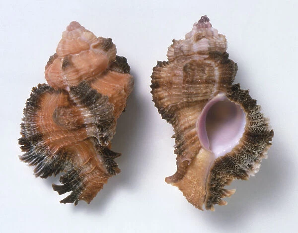 Siratus laciniatus, overhead and underside view of Laciniate Murex Shells with large body whorls with three scaly varices, ribbed spirals, small teeth on the outer lip, orange and brown