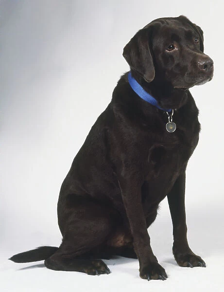 Sitting black Labrador Retriever dog (Canis familiaris) wearing a blue collar, side view