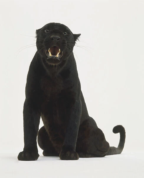 Sitting Black Leopard or Black Panther (Panthera pardus) roaring and baring its teeth, front view
