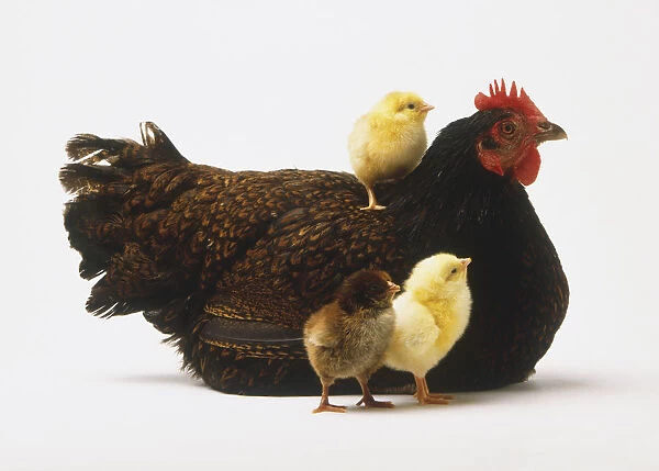 Sitting, brown hen (Gallus gallus) with three chicks, one on her back, side view