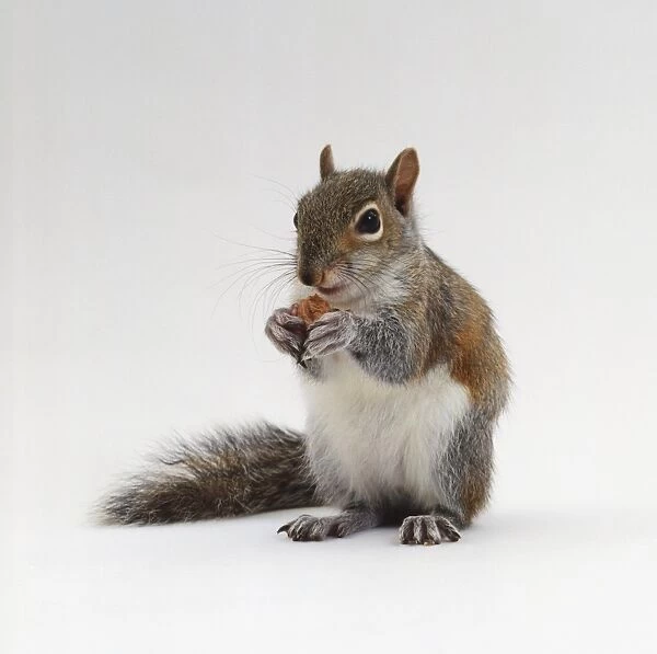 Sitting eastern grey squirrel (Sciurus carolinensis) holding nut