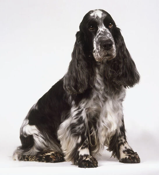 Sitting English Cocker Spaniel Dog (Canis familiaris), front view