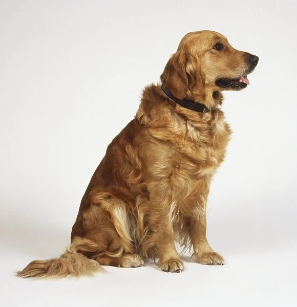 Sitting Golden Retriever (Canis familiaris), side view