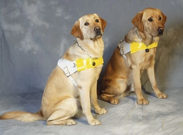 Two sitting Golden Retriever guide dogs