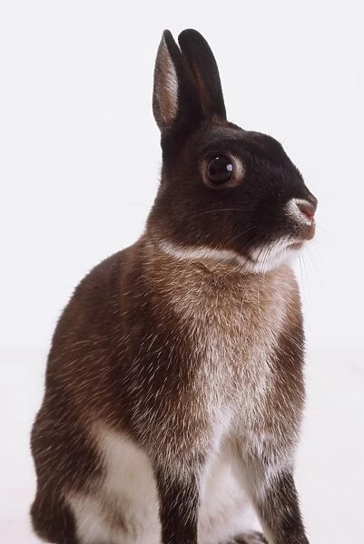 Sitting Grey Rabbit (Oryctolagus Cuniculus), side view