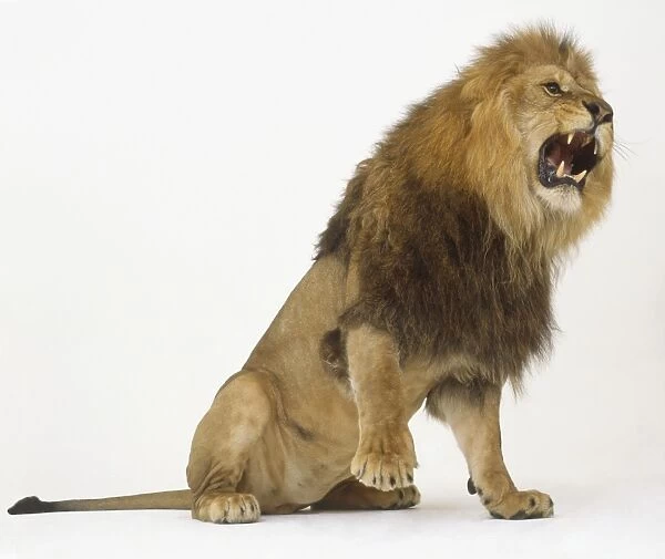 Sitting Lion (Pantera leo) roaring and lifting one of its paws, side view