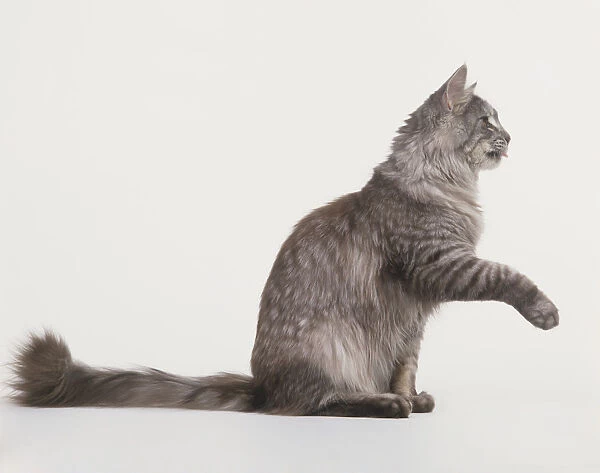 Sitting Maine Coon Cat (Felis silvestris catus) lifting its front paw, side view
