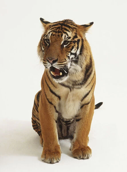 Sitting Tiger (Panthera tigris) baring its teeth, front view