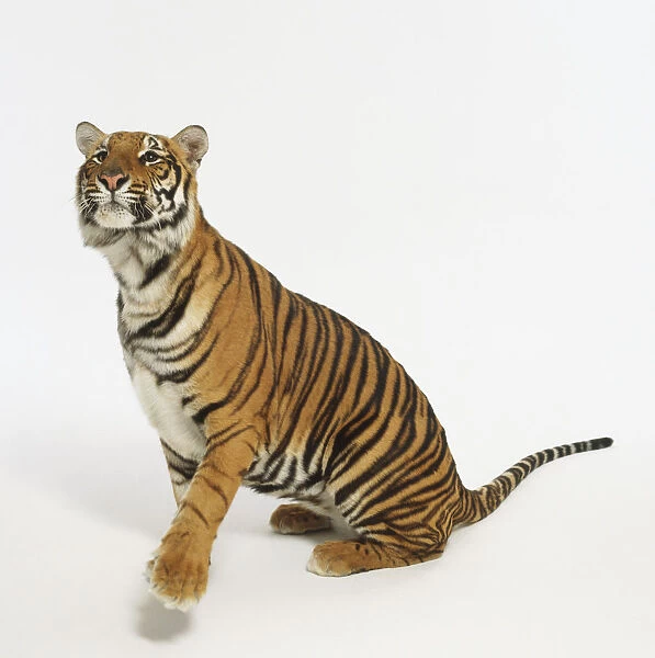 Sitting Tiger (Panthera Tigris) looking up and raising its paw, side view