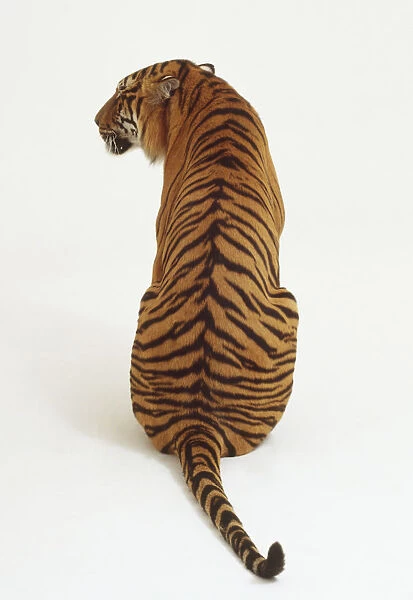 Sitting Tiger (Panthera tigris) looking sideways, rear view