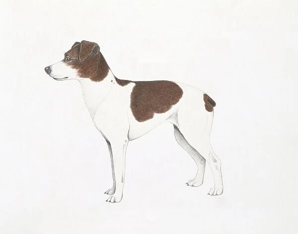 Skane Terrier, illustration