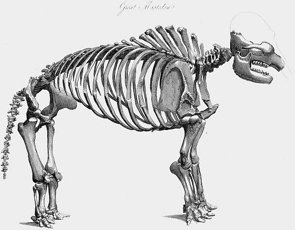 Skeleton of Giant Mastodon excavated by Wilson Peale of Philadelphia at Newburgh on the Hudson