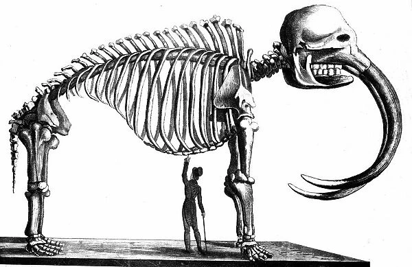 Skeleton of Mammoth discovered in 1817 by Dr Mitchell of New York at Goschen, Orange County