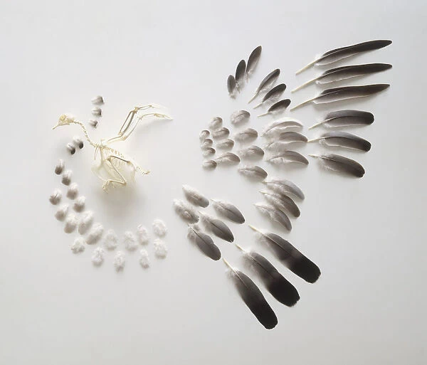Skeleton of a pigeon and a collection of pigeon feathers