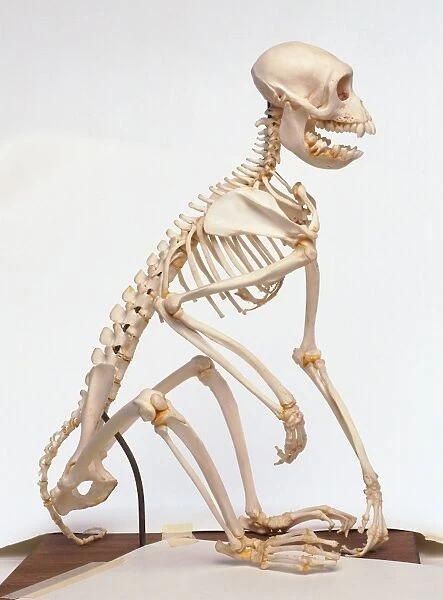 Skeleton of a Rhesus monkey