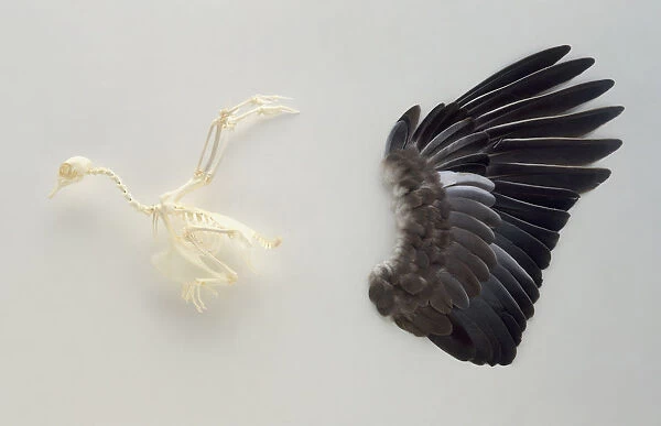 Skeleton and wing feathers of a bird