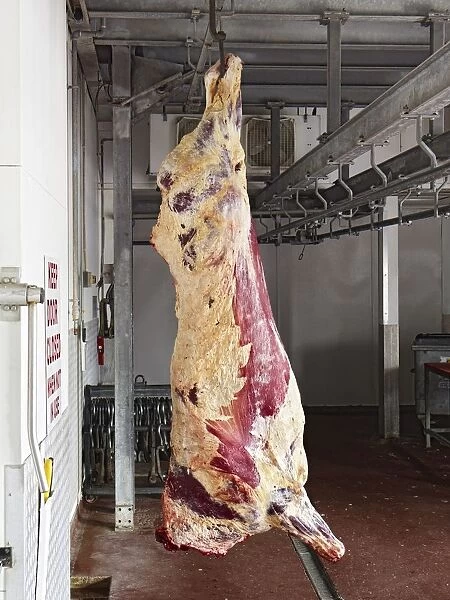 Skinned beef carcass hanging from hook in abattoir