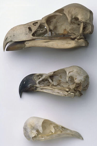Skull of a Brown Snake Eagle (Circaetus cinereus)