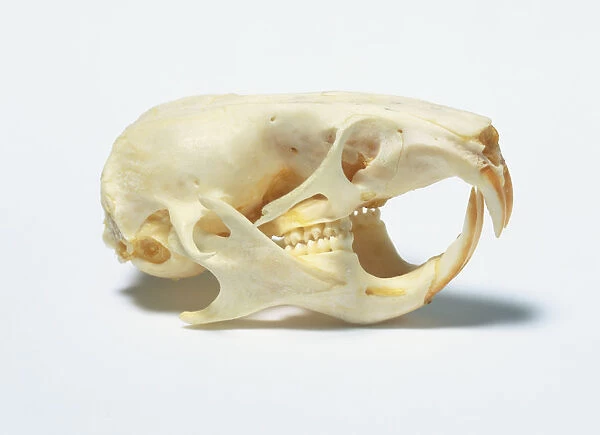Skull of a Hamster (Cricetus cricetus), side view