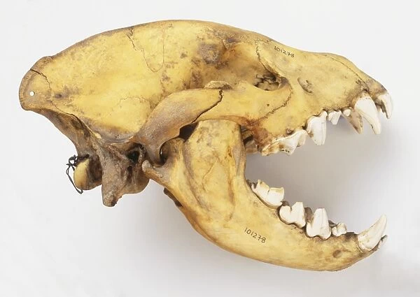 Skull of a Hyena (Hyaenidae), side view
