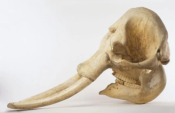 Skull of an Indian Elephant (Elephas maximus), side view
