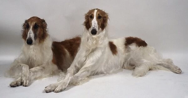 Two slender long-haired brown and white Borzoi dogs lie side-by-side with their paws crossed