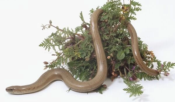 Slow Worm, tough scaled skin, long thin body, slithering in flowers