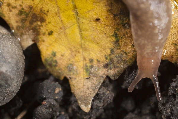Slug (Limax flavus ) on leaf on soil showing optical tentacles, close-up