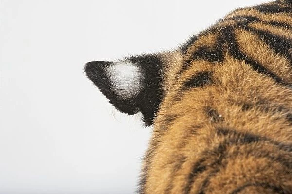Small black ear of Tiger (Panthera tigris) with white spot on fur at centre, and natural pattern on back of head